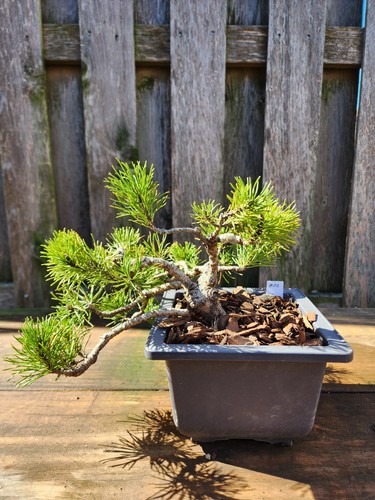 Styled mountain pinus - styled,