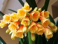 Grande Clivia Cyrtanthiflora