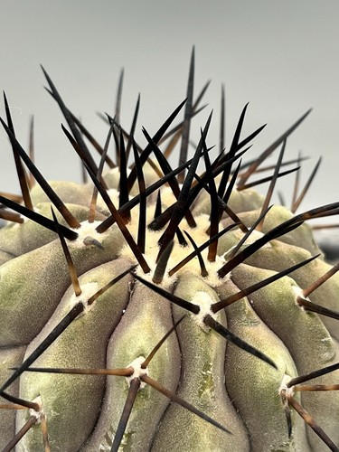 Copiapoa cinerea vaso - cinerea,