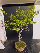 Pre Bonsai Diospyros Kaki