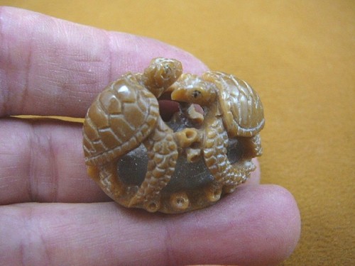 Coppia - (tb-turt-121),