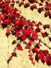 Parthenocissus quinquefolia - ,