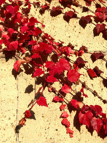 Parthenocissus quinquefolia - ,