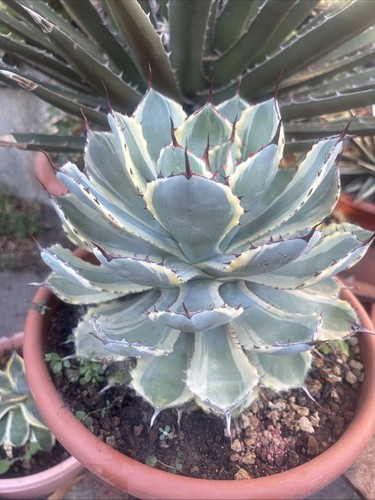 Agave potatorum kissho - kissho, kan