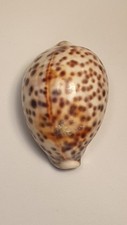 Cypraea tigris Pardalis 85mm