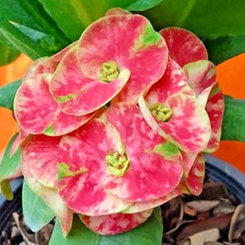 Corona di Spine Comandanti