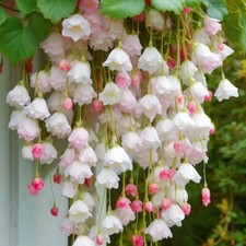 50 Semi Di Ibisco Pianta Da