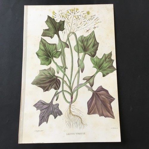 Incisione xix secolo botanica - incisione,