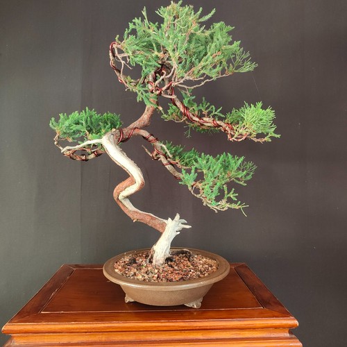 Pre bonsai ginepro di - bonsai,