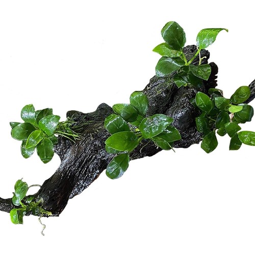 Tronco con anubias barteri - tronco,