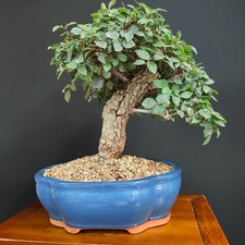 BONSAI  DI OLMO CAMPESTRE
