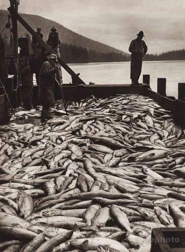 1925 vintage canada - vintage, salmone