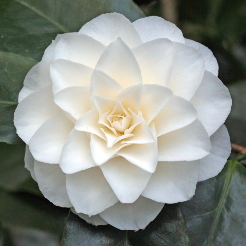 Camelia bianca camellia - bianca, "camellia