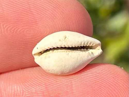 Francia gastropode fossile