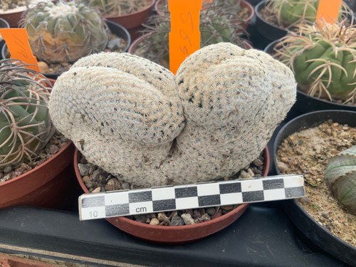 Wysiwyg 564 rare mammillaria - wysiwyg,