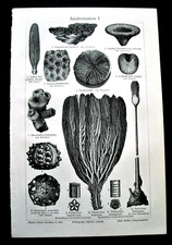 1902 Antique Lithographic