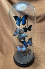 Antica teca del XIX secolo in