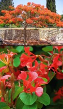 Bauhinia galpinii albero - galpinii,