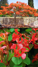 BAUHINIA GALPINII - ALBERO