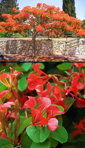 Bauhinia galpinii albero - bauhinia,