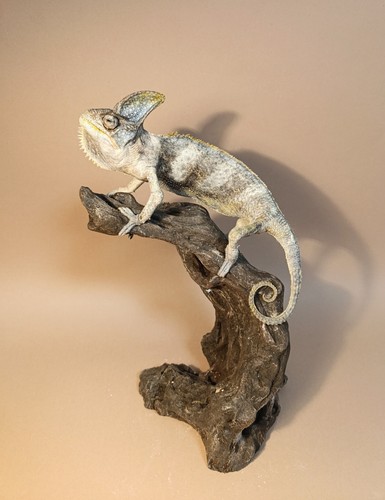 Taxidermy cabinet de - taxidermy,,
