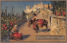 C4295) "IL POMODORO SI MOSTRA SEMPRE GRATO SE USI D'AMMONIACA IL SOLFATO".