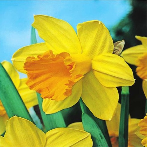 Narcisi bulbi fiori cipolle - narcisi, di