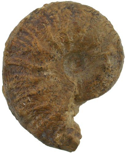 Malm taramelliceras - malm,