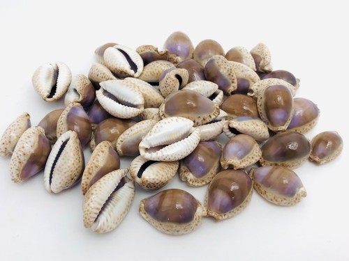 Lot coquillage - de,