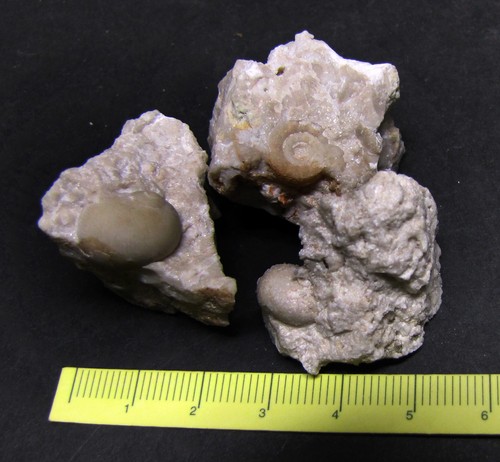 Fossili molluschi gasteropodi - fossili, gasteropodi-
