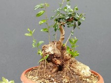Bonsai Olivastro 30x20cm In