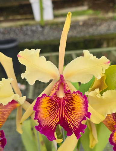 Pianta orchidea specie - di,