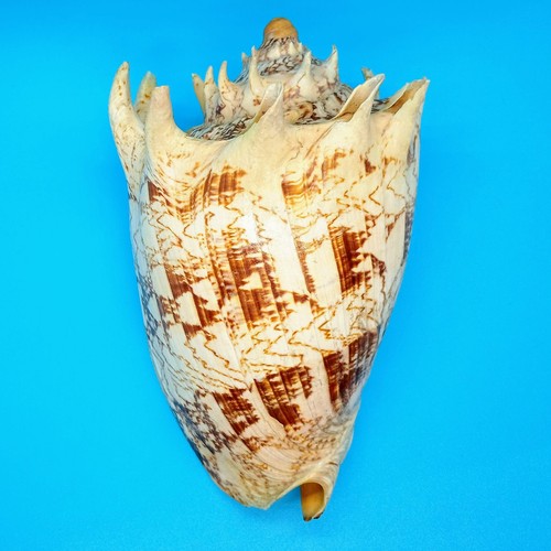 Large imperial volute conch - imperial,