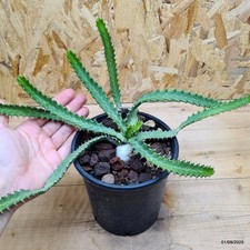 Euphorbia stellata - Pianta
