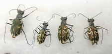 Cicindela contorta