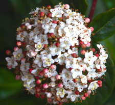Viburnum tinus - Palla di neve all'alloro | Palla di neve sempreverde
