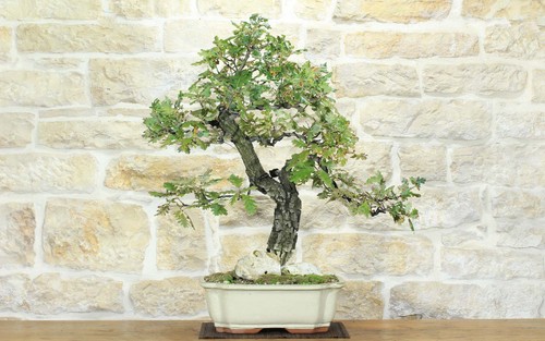 Bonsai quercia roverella - di,