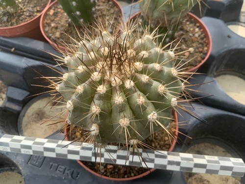 133 copiapoa cinerea - 133,