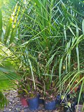 Palma Phoenix Canariensis Altezza 150/180