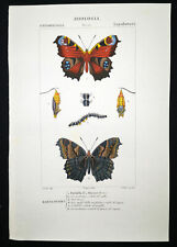 1831,PRETRE ORIGINALE ENGR. FINE ANTICO ACQUERELLO PAVONE FARFALLA XP2