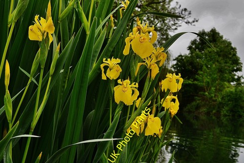 Photo 12x8 ardington brook - ardington,
