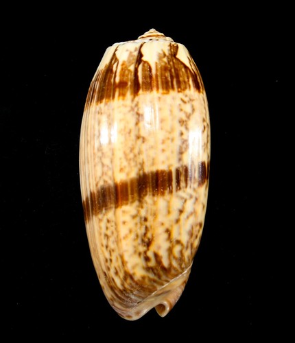 Conchiglia oliva miniacea - conchiglia,