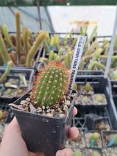 Hildewintera Traisenkroning plant rare plant, 