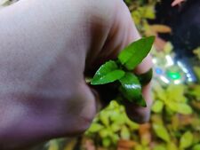 Piante  rare Acquario acmela