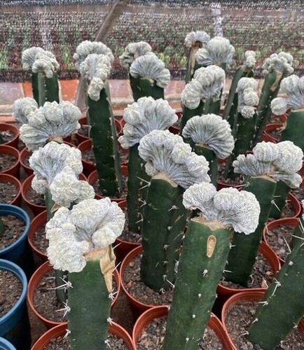 Astrophytum myriostigma - , cv