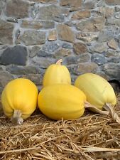 Zucca Spaghetti 15 Semi Freschi