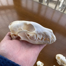 9Pcs Vero Animale Teschio Set Di Gatto Cane Volpe Riccio Nutria Procione Topo Mu