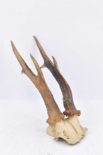 Corna Trofeo Di Capriolo 25 Cm