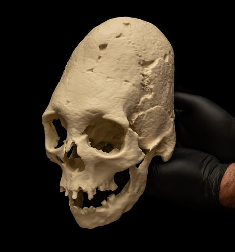 Human skull replica - human,