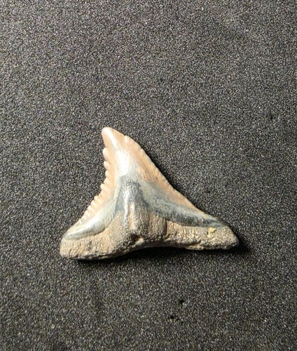 Amazing inch snaggletooth - inch,